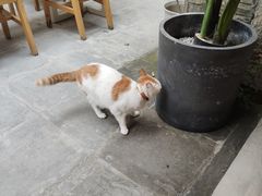 -猫的天空之城概念书店(苏州平江店)