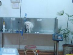 android_upload_pic-小叮当动物医院·骨科·眼科