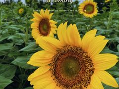 -奥林匹克森林公园北园-停车场