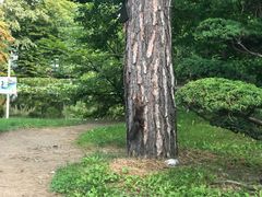 -北海道厅旧本厅舍(旧本庁舎)