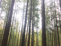 -日照海滨国家森林公园