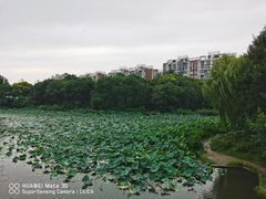 -新江湾城公园