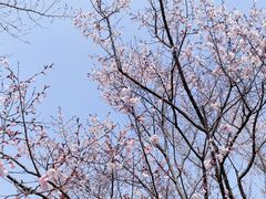 -顾村公园