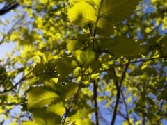 -长白岛森林公园