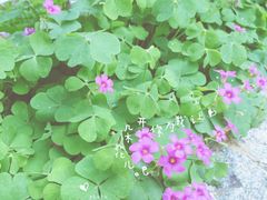-大塘金香草谷