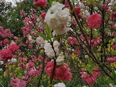 -南汇桃花村