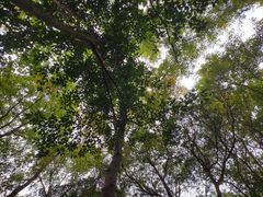 -阿巧茶庄