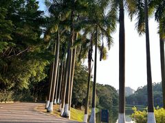 -番禺大夫山森林公园