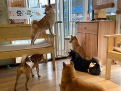 -南京Hallo宠物乐园·哈罗犬舍·柴犬繁育基地