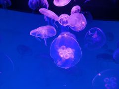 -沈阳海洋探索中心