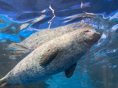 -上海海洋水族馆