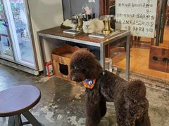 -more than meow吴止猫主题餐厅(承德 中船汇店)