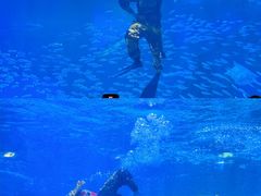 -海合安成都极地海洋公园