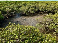 -北海金海湾红树林生态旅游区