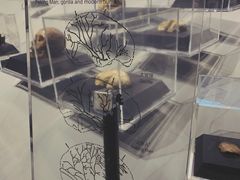 -北京周口店北京人遗址博物馆