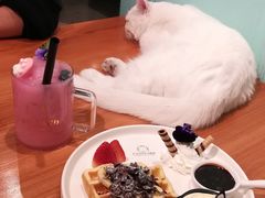 -猫小院猫主题餐厅(三里屯店)