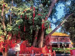 -南宁良凤江国家森林公园