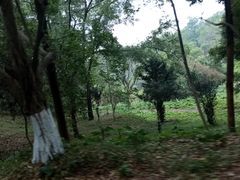 -番禺大夫山森林公园