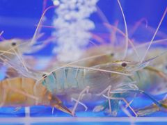 -星椰叻沙·椰浆鲜虾面(江南西店)