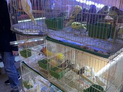-双季花艺园艺市场(浦东店)
