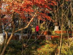 -金鸡湖桃花岛