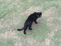 -金鸡湖桃花岛