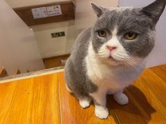 -猫小院猫主题餐厅(南锣旗舰店)