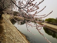 -桃花堤公园