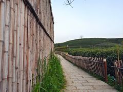 -龙坞茶村