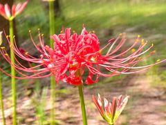 -上海滨江森林公园