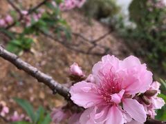 -南国桃园旅游度假区