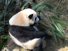 -泉州海丝野生动物世界