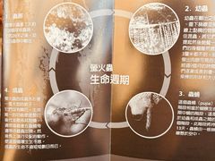 -怀托摩萤火虫洞