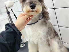 -BABIT巴比特宠物(MOMOPARK店)