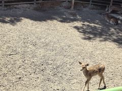 -青藏高原野生动物园