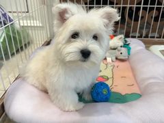 -翊宠yipet猫狗购宠庄园犬舍•猫舍