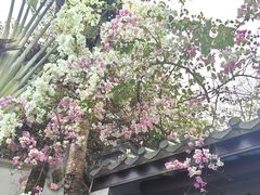 -深圳国际园林花卉博览园