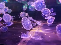 -石家庄海洋公园