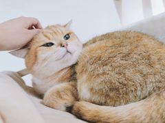 -Heymao猫咖.咖啡厅(东门店)