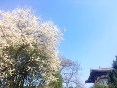 -西安青龙寺遗址景区