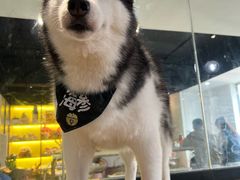 -Husky Go! 哈士奇体验馆·宠物咖啡厅狗咖
