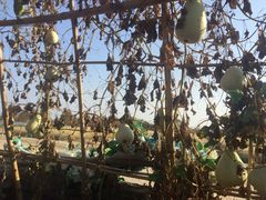 -军山湖云水间生态农业旅游景区