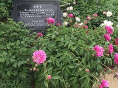 -曹州牡丹园