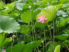 -莲湖公园