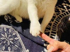 -平行世界·猫咖(首经贸店)