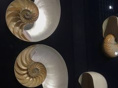-青岛贝壳博物馆