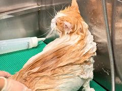 -北京观赏动物医院·24小时大型综合·猫专科·异宠专科