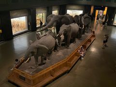 -美国自然历史博物馆