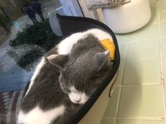 -有猫主题·治愈系猫咖(曾厝垵店)