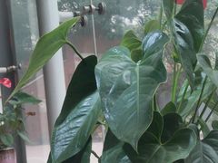 -光头卤(光谷创业街店)